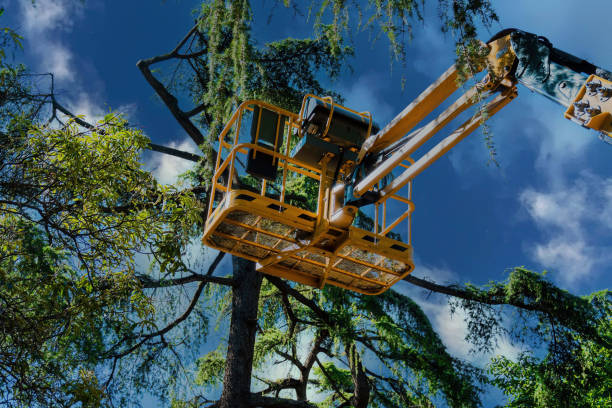 Best Affordable Tree Service  in Rose Hills, CA